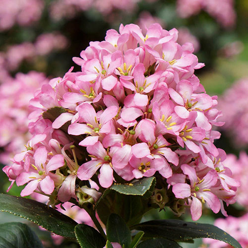 Escallonia Pink Elle Escallonia Pink Elle