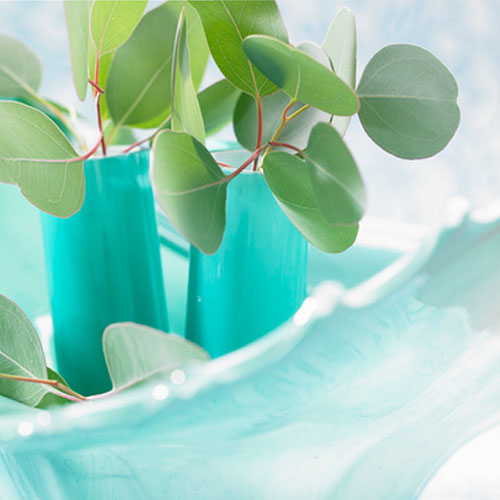 Eucalyptus gunnii Azura 