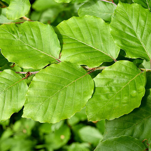Common Beech Hedge Fagus sylvatica 
