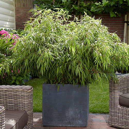 Fargesia rufa Fountain Bamboo