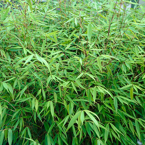 Fargesia rufa Fountain Bamboo