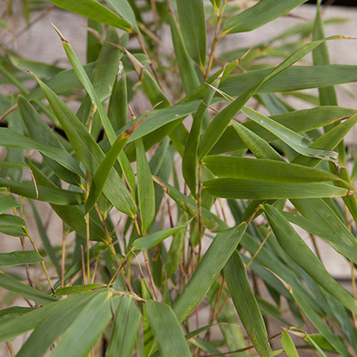 Fargesia rufa Fountain Bamboo