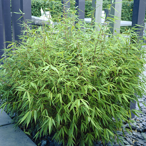 Fargesia rufa Fountain Bamboo