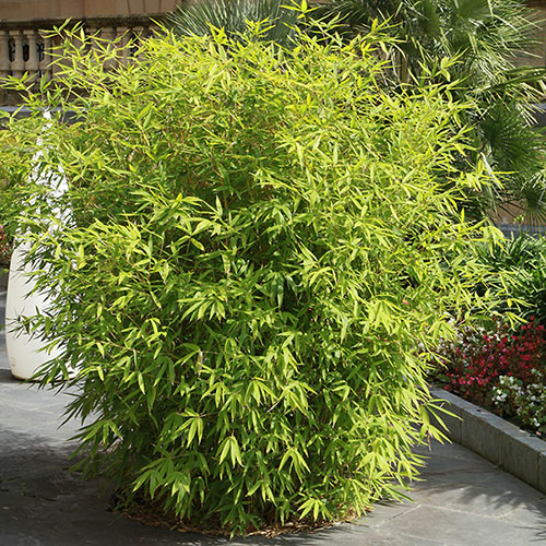 Fargesia rufa Fountain Bamboo