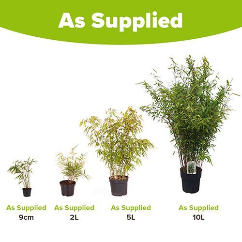 Fargesia rufa Fountain Bamboo