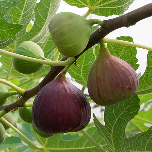 Hardy Fig Brown Turkey Standard Trees Hardy Fig Brown Turkey Standard Trees