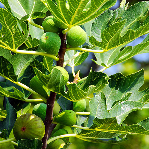 Hardy Fig Brown Turkey Standard Trees Hardy Fig Brown Turkey Standard Trees