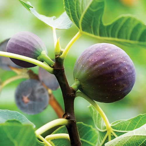 Hardy Fig Brown Turkey Standard Trees Hardy Fig Brown Turkey Standard Trees