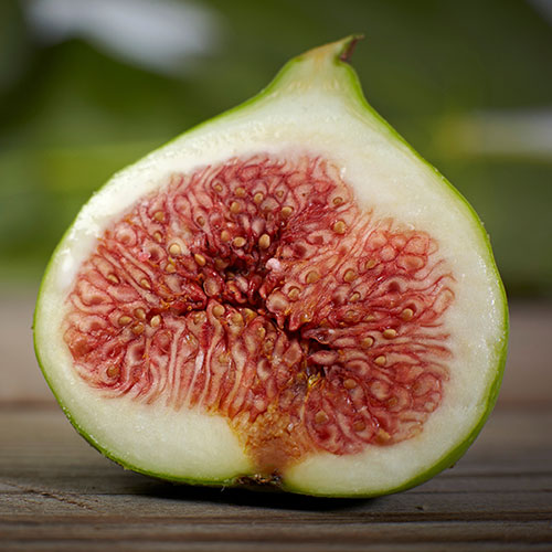 Hardy Fig Brown Turkey Standard Trees Hardy Fig Brown Turkey Standard Trees
