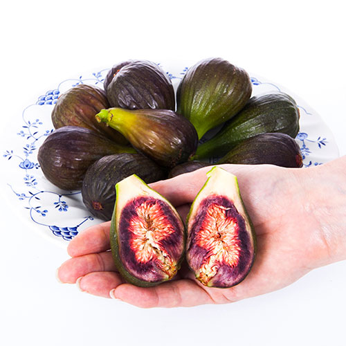 Hardy Fig Brown Turkey Standard Trees Hardy Fig Brown Turkey Standard Trees