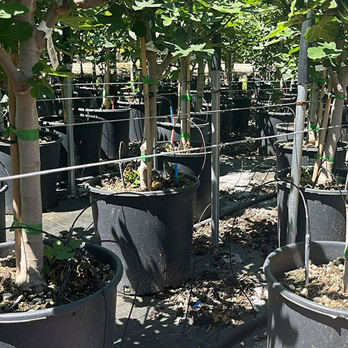 Hardy Fig Brown Turkey Standard Trees Hardy Fig Brown Turkey Standard Trees