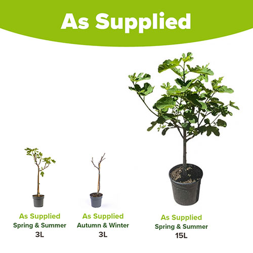 Hardy Fig Brown Turkey Standard Trees Hardy Fig Brown Turkey Standard Trees