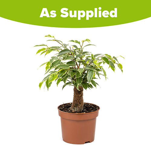 Weeping Fig Kinky Jute Weeping Fig Kinky Jute