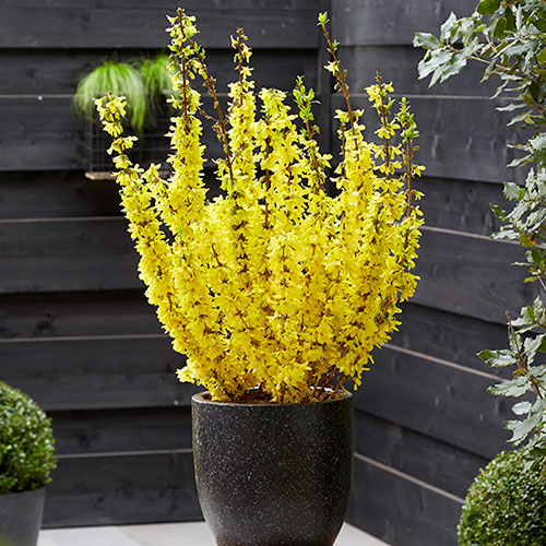Easter Tree Forsythia Mikador