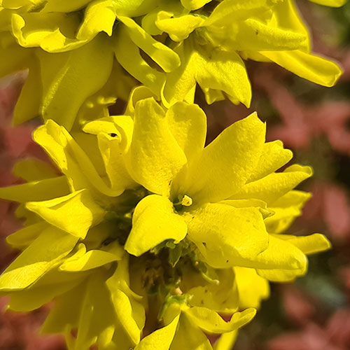 Easter Tree Forsythia Mikador