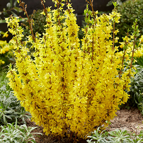Easter Tree Forsythia Mikador