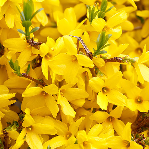 Easter Tree Forsythia Mikador