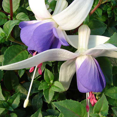 Hardy Fuchsia Deltas Sarah Hardy Fuchsia Deltas Sarah