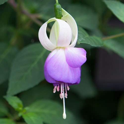 Hardy Fuchsia Deltas Sarah Hardy Fuchsia Deltas Sarah
