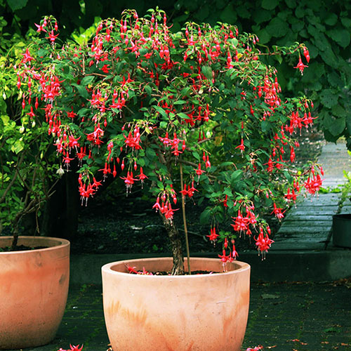 Flowering Fuchsia Tree Flowering Fuchsia Tree