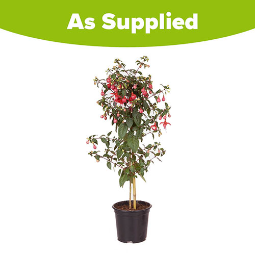 Flowering Fuchsia Tree Flowering Fuchsia Tree