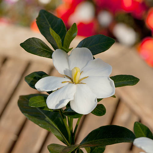 Gardenia jasminoides Kleims Hardy Gardenia jasminoides Kleims Hardy