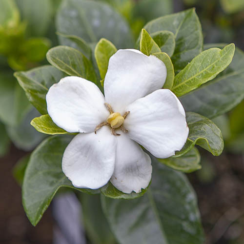 Gardenia jasminoides Kleims Hardy Gardenia jasminoides Kleims Hardy