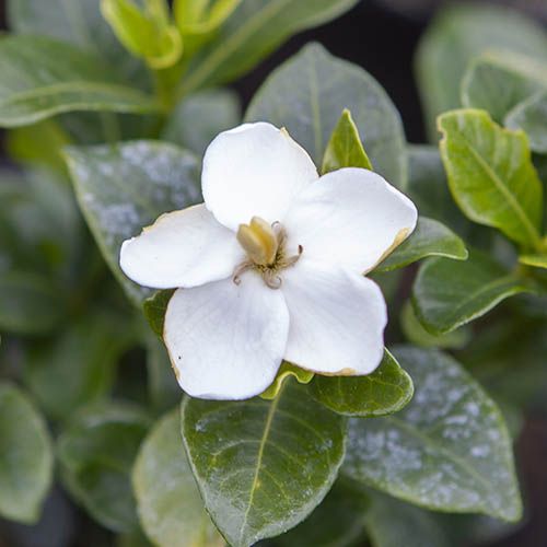 Gardenia jasminoides Kleims Hardy Gardenia jasminoides Kleims Hardy