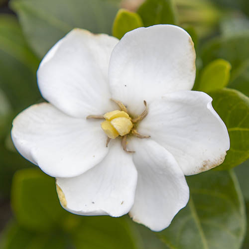 Gardenia jasminoides Kleims Hardy Gardenia jasminoides Kleims Hardy