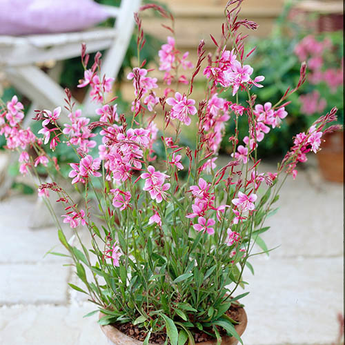 Gaura lindheimeri Siskiyou Pink Gaura lindheimeri Siskiyou Pink