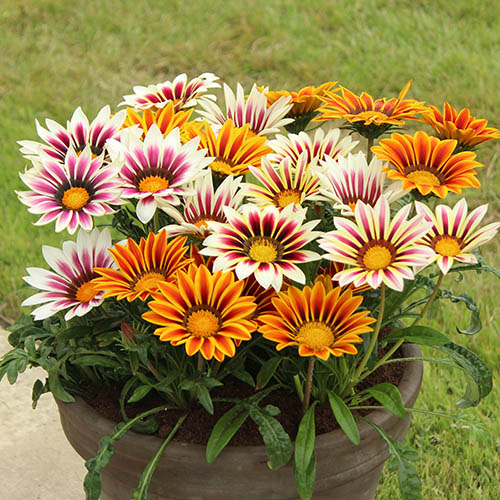 Gazania Firecracker Mix 