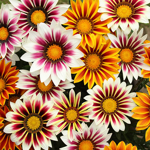 Gazania Firecracker Mix 