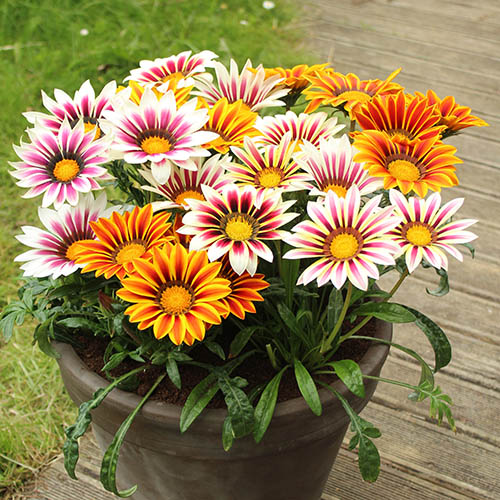 Gazania Firecracker Mix 