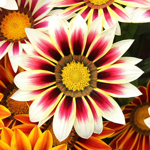 Gazania Firecracker Mix 