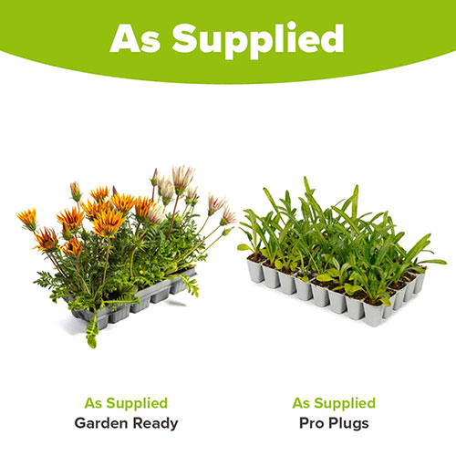 Gazania Firecracker Mix Gazania Firecracker Mix