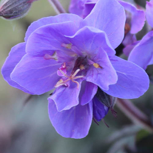 Geranium (Hardy) Storm Cloud Geranium (Hardy) Storm Cloud