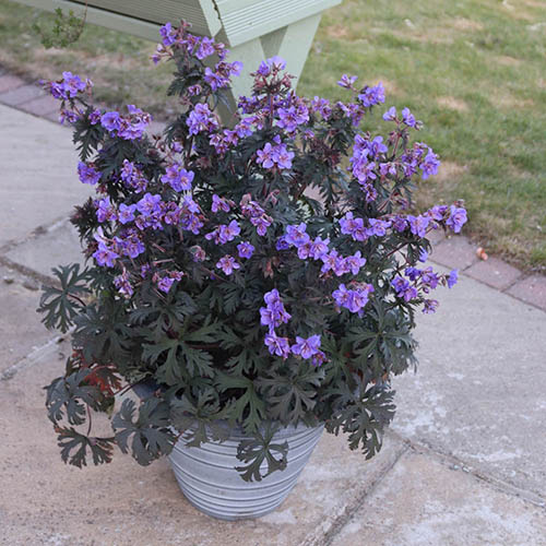 Geranium (Hardy) Storm Cloud Geranium (Hardy) Storm Cloud