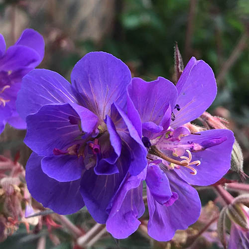 Geranium (Hardy) Storm Cloud Geranium (Hardy) Storm Cloud
