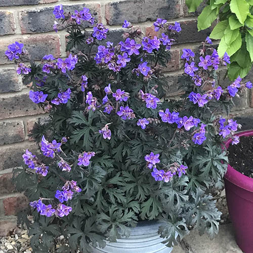 Geranium (Hardy) Storm Cloud Geranium (Hardy) Storm Cloud