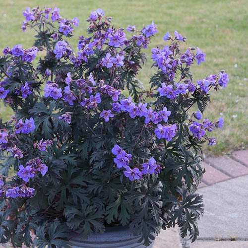 Geranium (Hardy) Storm Cloud Geranium (Hardy) Storm Cloud