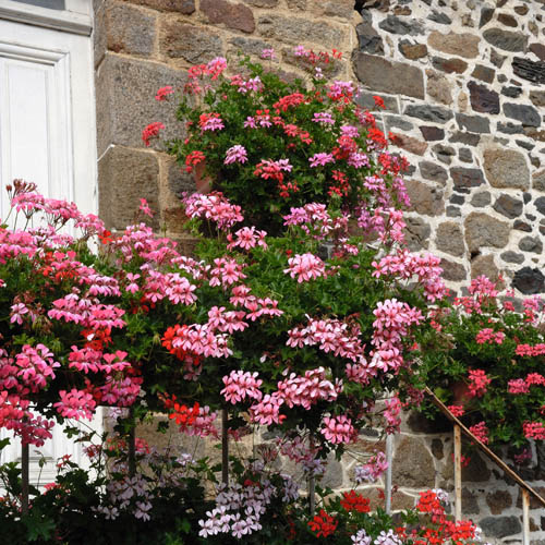 Geranium Decora Balcony Mix Geranium Decora Balcony Mix