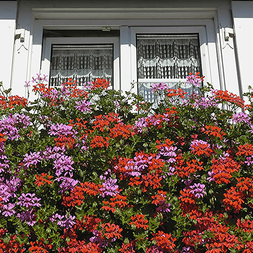 Geranium Decora Balcony Mix Geranium Decora Balcony Mix