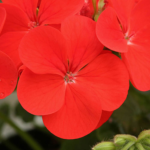Geranium Fire Queen Geranium Fire Queen
