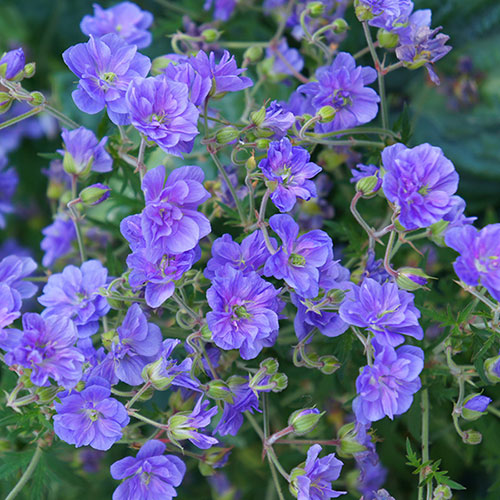 Geranium himalayense Plenum Geranium himalayense Plenum