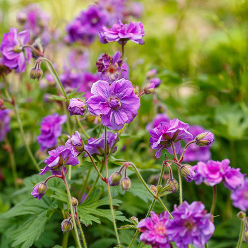 Geranium himalayense Plenum Geranium himalayense Plenum