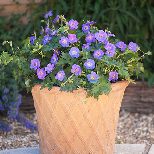 Geranium Rozanne - RHS Plant of the Centenary