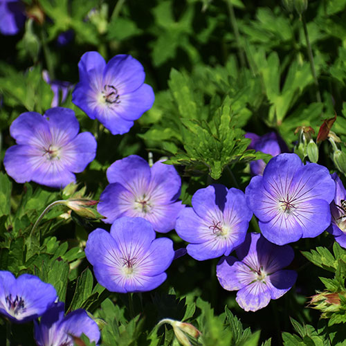 Geranium Rozanne - RHS Plant of the Centenary