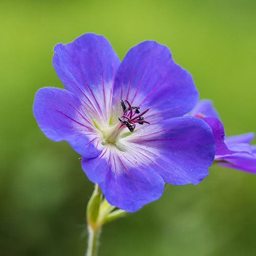 Geranium Rozanne - RHS Plant of the Centenary