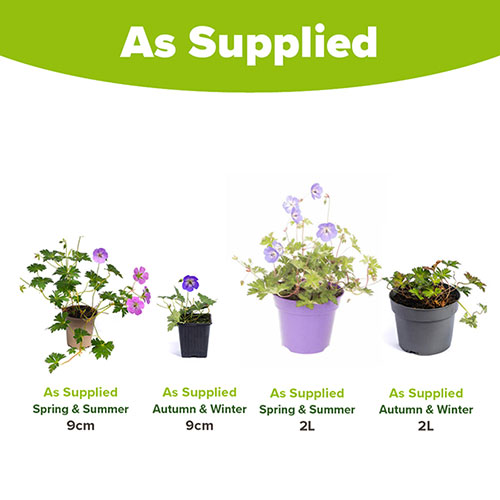 Geranium Rozanne - RHS Plant of the Centenary