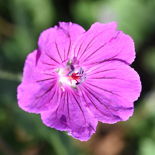 Geranium Tiny Monster Geranium Tiny Monster